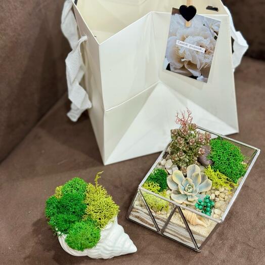 Мини-Комплимент любимой девушке и ракушка со мхом