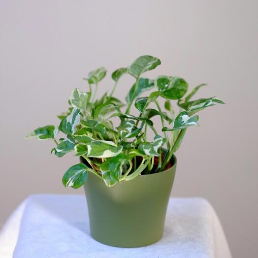 Эпипремнум N Joy