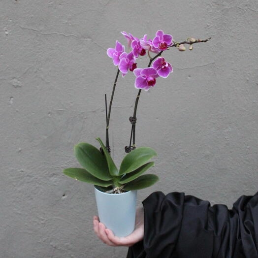Орхидея Фаленопсис Пурпурная