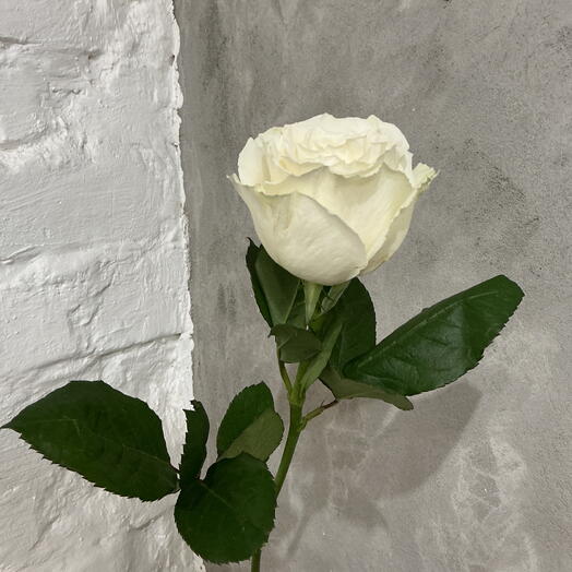 Роза Плая Бланка