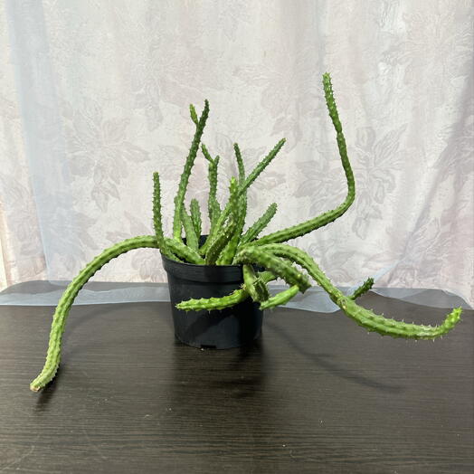 Huernia aspera — гуэрния шероховатая (тернистая)