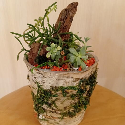 Композия из суккулентов