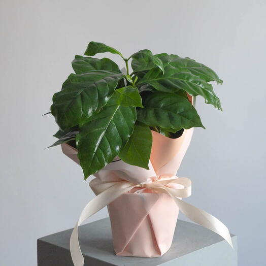 Кава в горщику (плоди на 3-ий рік, легкий догляд)