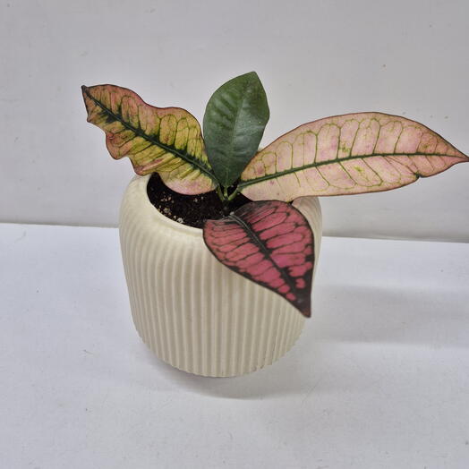 Кодиеум пестрый/кротон