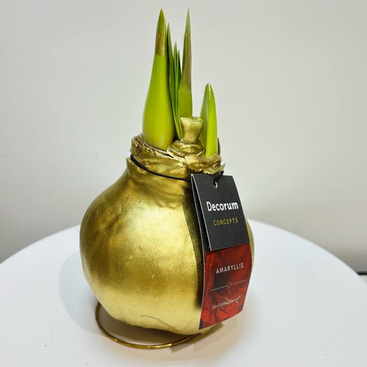 Луковица Амариллиса в воске Золотая коллекция Голландии