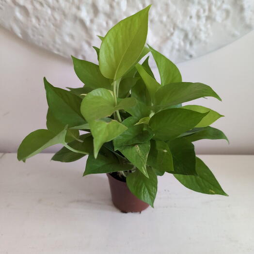 Комнатное растение с ярко зелёными листьями