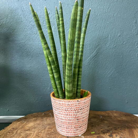 Комнатное растение