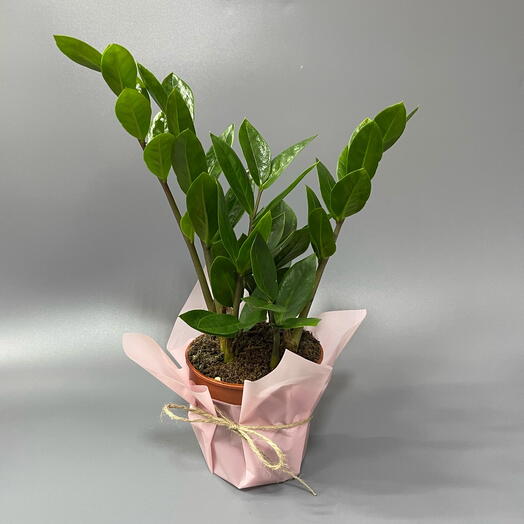 Замиакулькас в плетеном кашпо