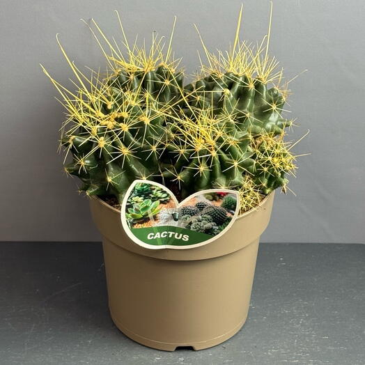 Колючий питомец🌵 - удивительной красоты кактус в 17 горшке ( диаметр)