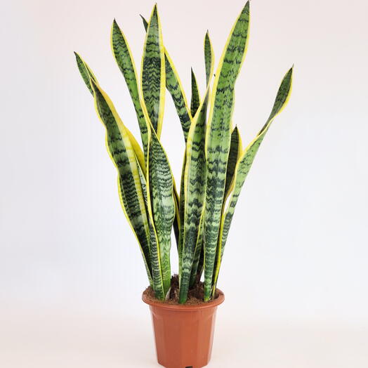 Сансевиерия Лауренти большая, 70 см