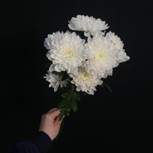 Кустовая хризантема | букет маме | цветы любимой | стойкие цветы