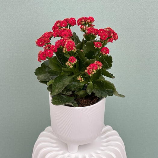 КАЛАНХОЭ Комнатное растение