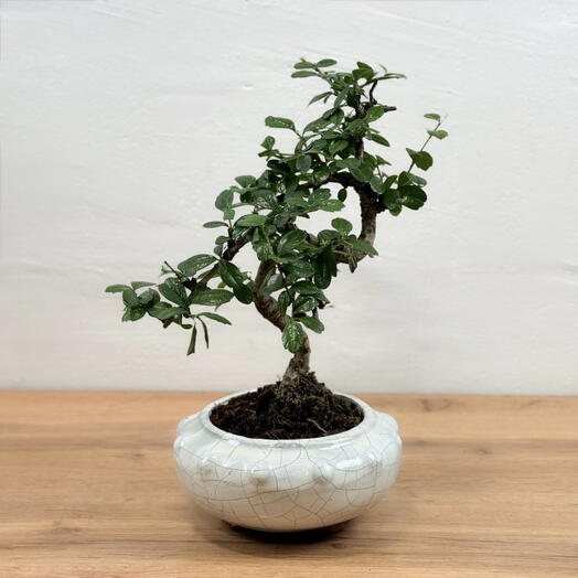 Бонсай Кармона в керамическом горшке 35см