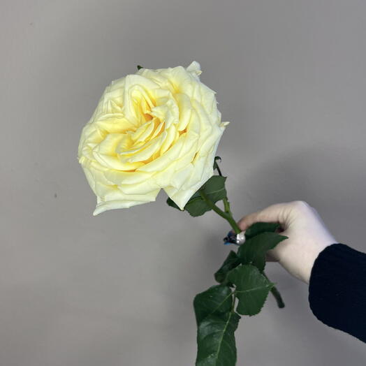 Кремовая пионовидная Роза сорта Candlelight 50 см