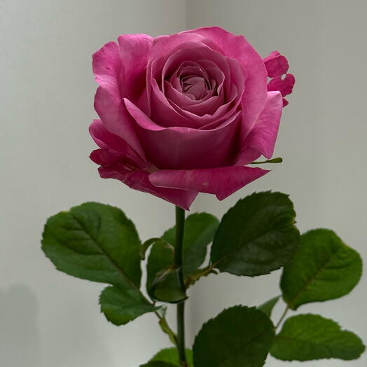 Pink rose