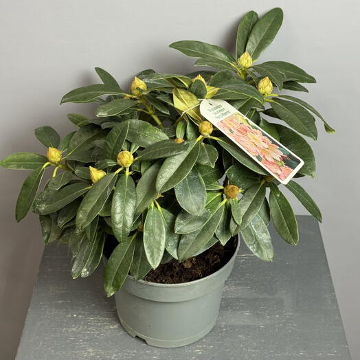 Рододендрон персикового цвета