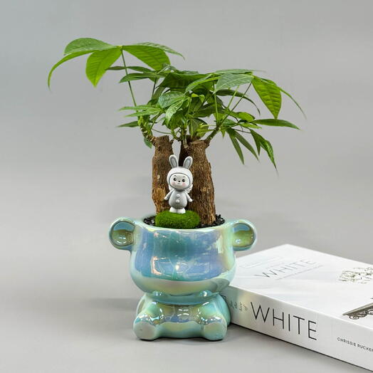 Денежное дерево Бонсай Пахира в стильном кашпо