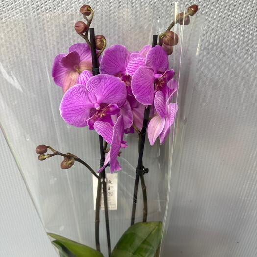 Orquídea