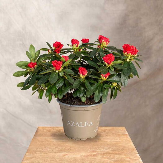 Azalia czerwona