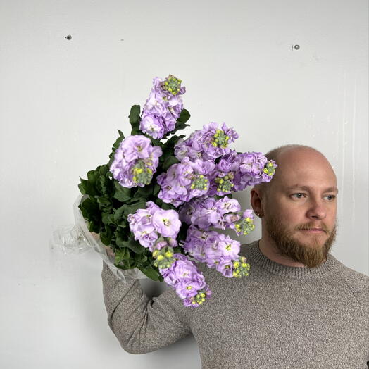 Пачка (10шт) маттиола сиреневая