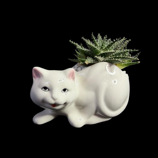 Суккулент в кашпо Алоэ Пепе Кот