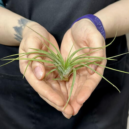 Тилландсия Стрикта Мини (Tillandsia Stricta Mini)