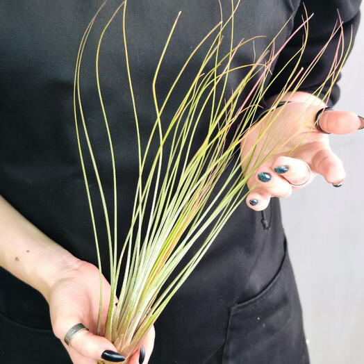 Тилландсия Ситниковая (Tillandsia Juncea)