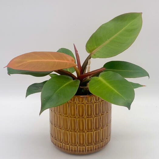 Филодендрон орандж в кашпо индиго