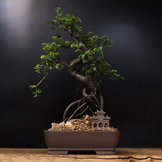 Бонсай Вяз,  45см, 20 лет