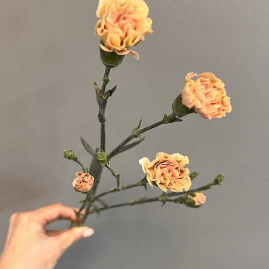 Персиковые кустовые гвоздики