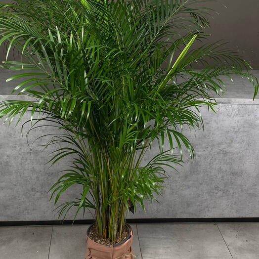 Арека 120см