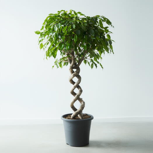 Фикус экзотика Бенджамин плетеный двойная спираль, высота 130см