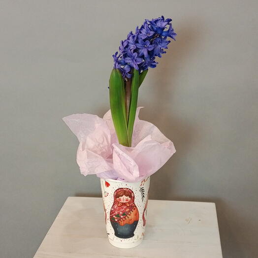 Синий гиацинт