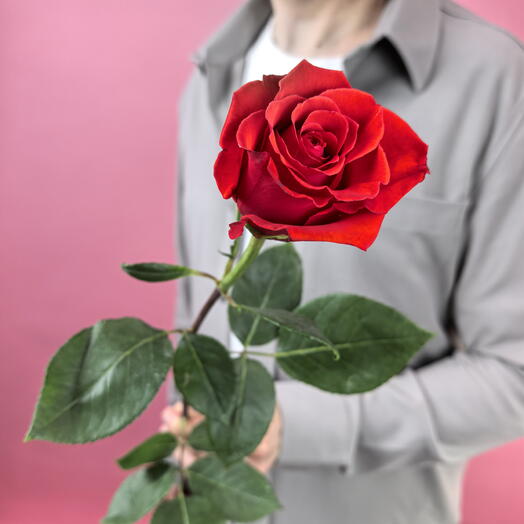 Цветы поштучно. Роза Нина Nina Эквадор, 1 штука