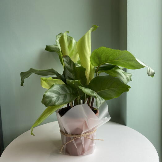 Калатея d12