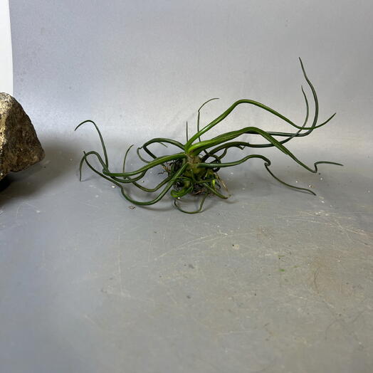 Комнатное растение атмосферная тилландсия бульбоза