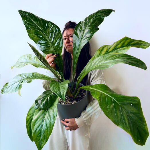 Антуриум Хуеера Anthurium hookeri