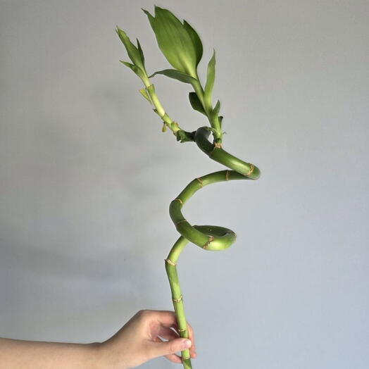 Бамбук💚