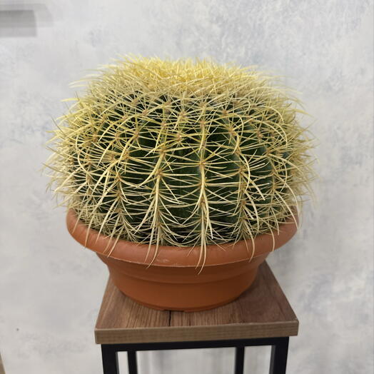 Кактус