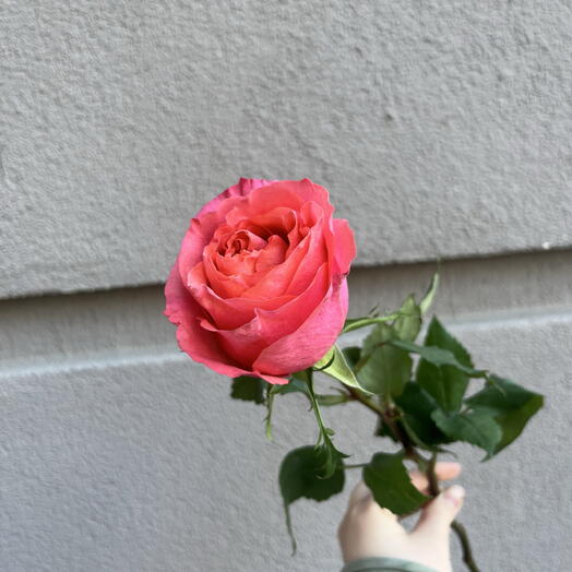 Роза 🌹🎸 ROCK  N  ROSE 🥕⚡