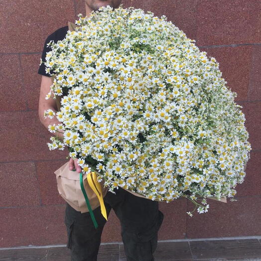 201 ромашка