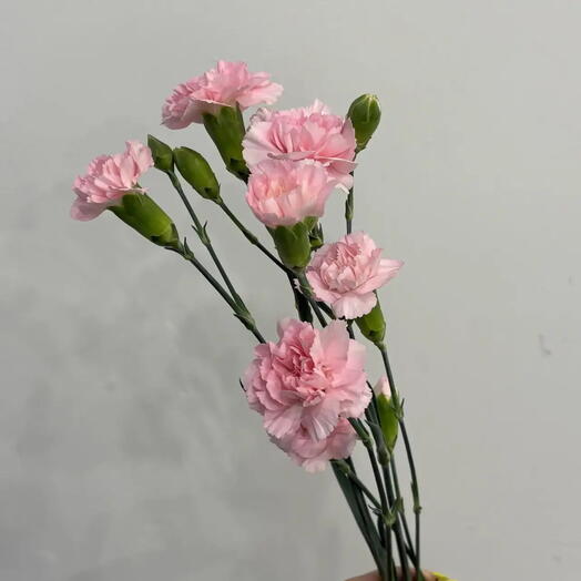 Кустовая розовая гвоздика