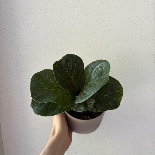 Фикус Лирата с кашпо 🌿