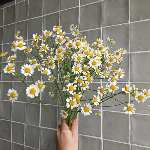 Монобукет из ромашек