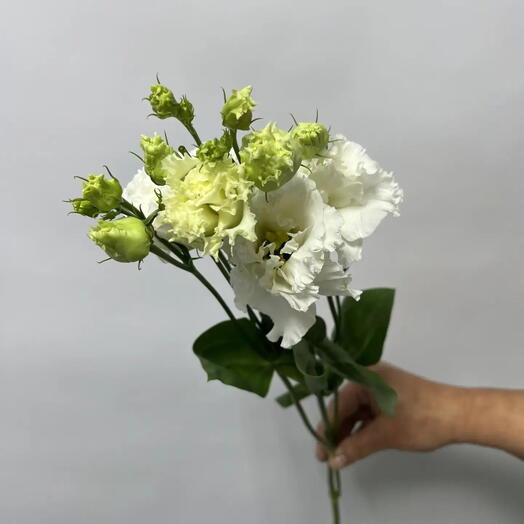 Эустома махровая белая