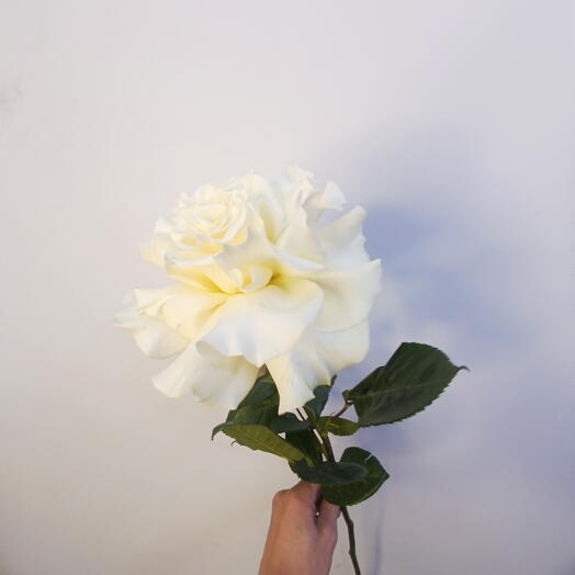 Французская роза 🌹