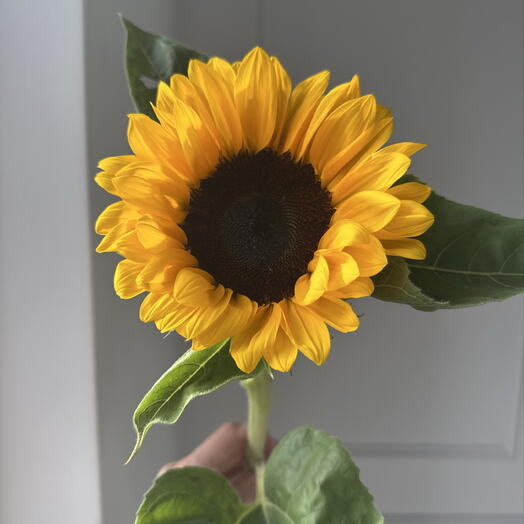 Подсолнух 🌻