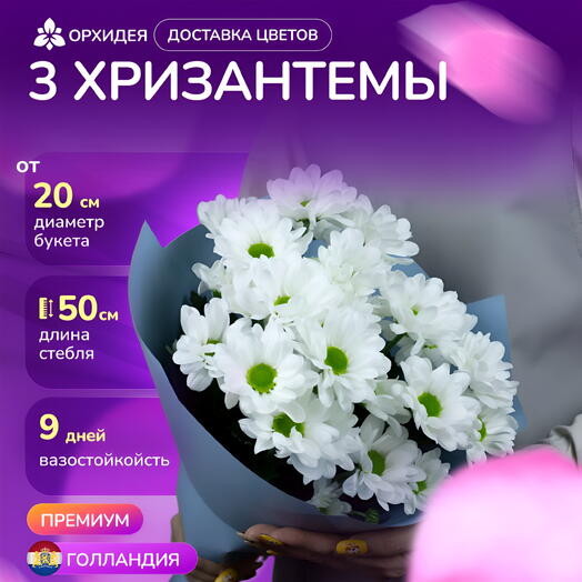 3 хризантемы "Бакарди"