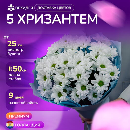 5 Хризантем "Бакарди"