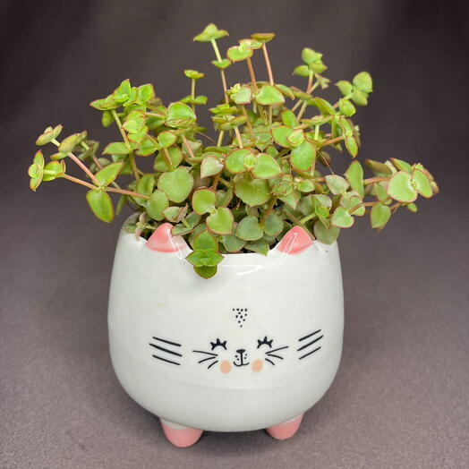 Котик и крассула пеллюцида Crassula pellucida(суккулент)